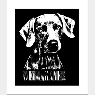 Weimaraner puppy Posters and Art